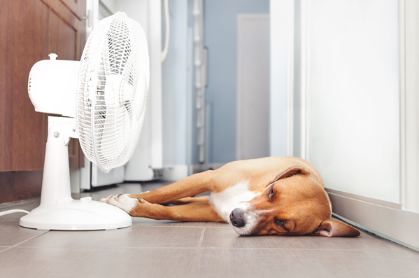 Heat Stroke In Pets | Veterinarians Clermont, Florida | South Lake ...